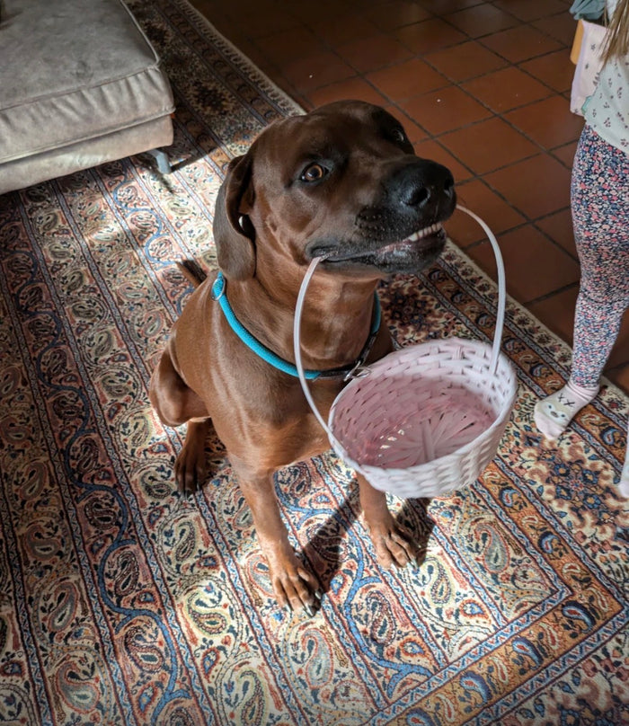 Unser Willi